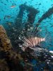artificial-reef.jpg