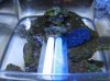 crocea clam 002.jpg