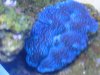 crocea clam 003.jpg