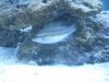 Fish in the aquarium.jpg