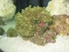 Octospawn 005.jpg