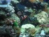 fish5.jpg