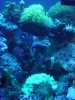 fish1.jpg