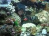 fish6.jpg