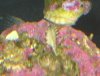 reef-worm.JPG