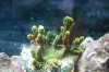 new coral 2.jpg