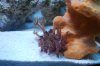 pipeorgancoral.jpg