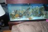 1st corals.jpg