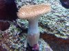 happytoadstool.jpg