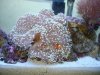 anemoneclowns.JPG