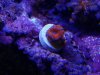 acan 1.jpg