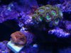 acan 2.jpg