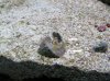 micro nem 2.jpg