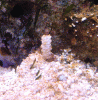 WhatIsThis.gif