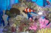 corals.jpg