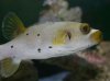dogfacepuffer.jpg