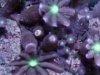 comularia_1[1].jpg