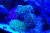 Hammer Coral 1.jpg