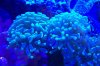 Hammer Coral 2.jpg