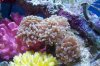 Hammer Coral 3.jpg