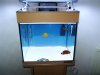 marine-tank-fish.JPG