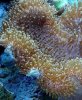 coral2.jpg
