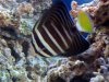 sailfin01.jpg