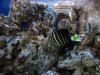 sailfin02.jpg