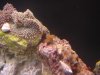 Ricordea+Polyp.JPG