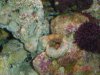 coral.jpg