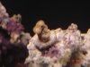 coral1.jpg