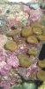 polyps.JPG