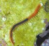 bristleworm.jpg