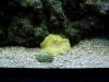 Anemone.jpg
