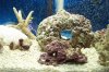 coral3b.jpg