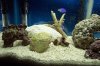 coral4b.jpg
