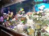125 reef 2.JPG