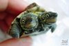 1twoheadturtle.jpg