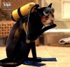 cat.diver.jpg
