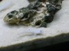 goby.JPG