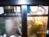 Full_refuge_sump.JPG