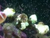 Reef (Small).JPG
