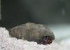 Small Crab.jpg