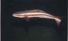 cobia1.jpg