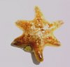 Starfish1.jpg