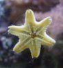 Starfish2.jpg
