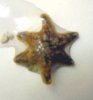 Starfish3.jpg