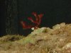 DSC05444_crop.JPG