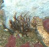 clown fish 006.jpg