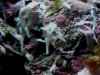white sponge 2.jpg
